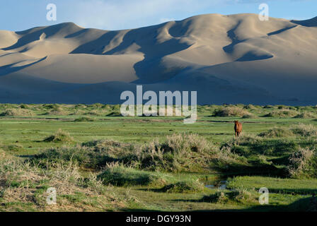 Mongolische Pferde stehen in einer üppigen grünen Rasen Landschaft vor den großen Sanddünen Khorgoryn Els in der Wüste Gobi Stockfoto