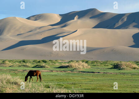 Mongolische Pferde stehen in einer üppigen grünen Rasen Landschaft vor den großen Sanddünen Khorgoryn Els in der Wüste Gobi Stockfoto