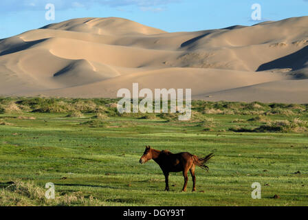 Mongolische Pferde stehen in einer üppigen grünen Rasen Landschaft vor den großen Sanddünen Khorgoryn Els in der Wüste Gobi Stockfoto