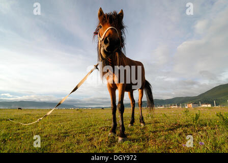 Pferd auf einer üppigen Sommerweide in den Ausläufern des Himalaya mit tibetischen Bauernhäusern eines östlichen tibetischen Dorf an der Rückseite, Kham Stockfoto