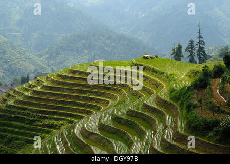 Die weltberühmten Reisterrassen von Longji "Rückgrat des Drachen" oder "Wirbel des Drachen" für Reisanbau, Dazhai Stockfoto