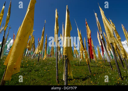 Rote und gelbe tibetische Gebetsfahnen auf Holzstäben stehend auf einer Bergwiese Blüte vor blauem Himmel, Tagong Stockfoto