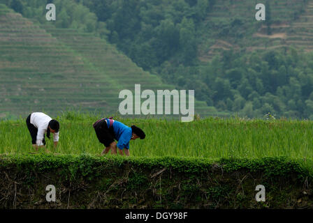 Zwei Frauen aus der Volksgruppe der Yao arbeiten auf einem Reisfeld in der weltberühmten Longji terrassierten Reisfelder Stockfoto
