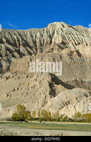 Trocknen Sie Landschaft in Westtibet mit verstreuten Bäumen im alten Königreich von Guge, Sutlej Canyon, Westtibet, Ngari Provinz Stockfoto