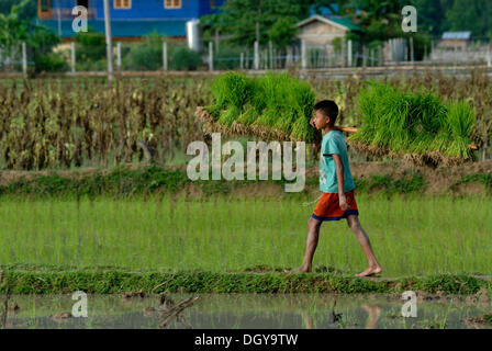 Reisfelder, Lao junge während der Anbau von Nassreis, Reis in Zentral-Laos, Tham Kong Lor, Khammuan, Laos, Südostasien Stockfoto