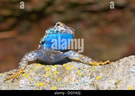 Westlichen Zaun-Eidechse, Sceloporus Occidentalis, Kalifornien, USA Stockfoto