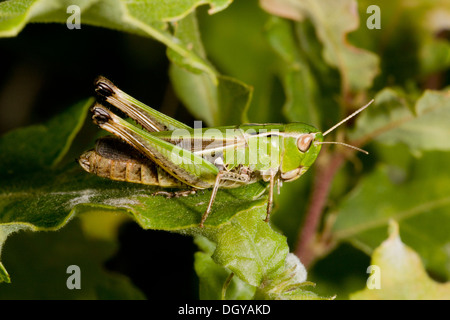 Weibliche Streifen geflügelte Heuschrecke, Stenobothrus Lineatus, In Trockenrasen. Stockfoto