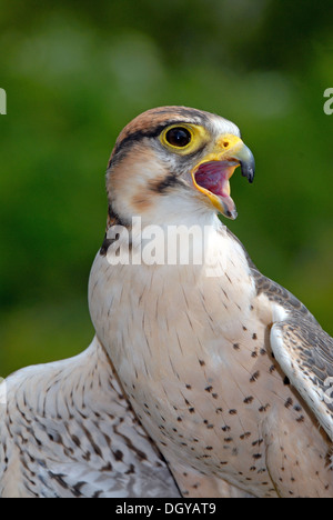 Lanner Falcon Porträt Stockfoto