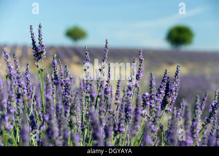 Lavendelfelder, Plateau de Valensole, Frankreich, Europa Stockfoto