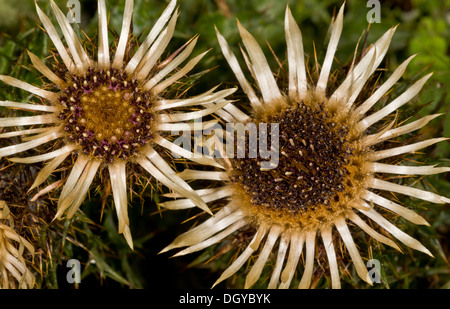 Carline Thistle (Carlina Vulgaris) in Blüte auf Kreide Grünland, Nahaufnahme, Hampshire, England, UK Stockfoto