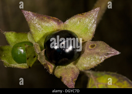 Giftige Beeren der Tollkirsche (Atropa Belladonna) close-up, Hampshire, England, UK Stockfoto