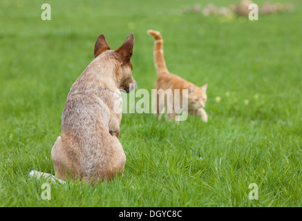 Australian Cattle Dog beobachten Hauskatze vorbei. Nicht für Reiseführer für Tierpflege bis 1.10.2013, weltweit Stockfoto