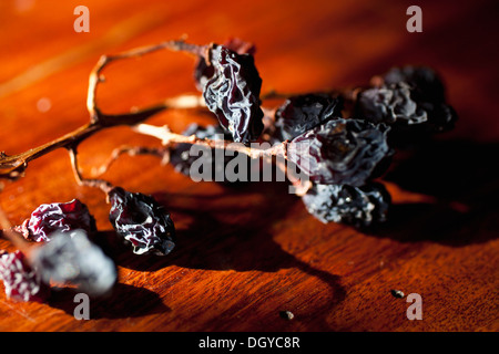 Stillleben mit Rosinen am Rebstock Stockfoto