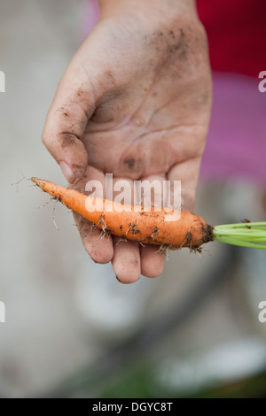 Mann hält frisch gepflückt Baby Karotte Stockfoto