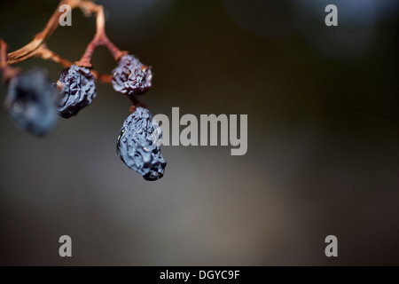 Stillleben mit Rosinen am Rebstock Stockfoto