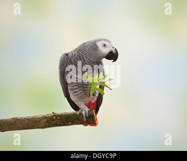 Afrikanisches Grau-Papagei (Psittacus Erithacus). Erwachsenen thront auf einem abgebrochenen BranchRestriction: nicht für Reiseführer für Tierpflege Unti Stockfoto