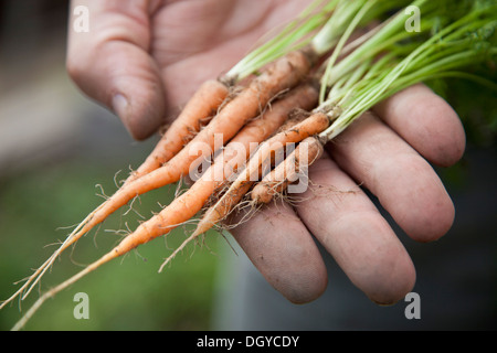 Mann hält frisch gepflückt Babykarotten Stockfoto