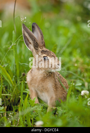 Braun Feldhase (Lepus Europaeus). Jugendkriminalität in Rasen Stockfoto