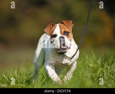 Continental Bulldog. Hund an der Leine gehen auf einer Wiese. Einschränkung: nicht für Reiseführer für Tierpflege bis 8/2014, worlwide Stockfoto