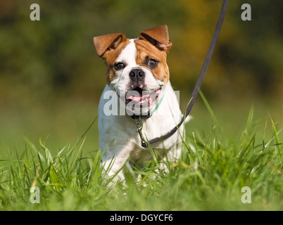 Continental Bulldog. Welpen an der Leine laufen auf einer Wiese Stockfoto