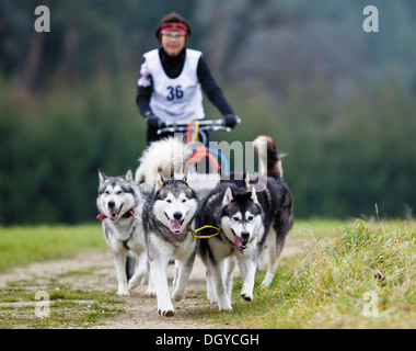 Huskys ziehen einen Karren Stockfoto