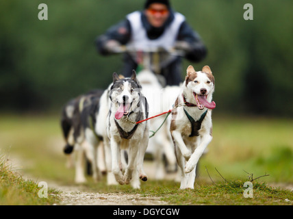 Huskys ziehen einen Karren Stockfoto