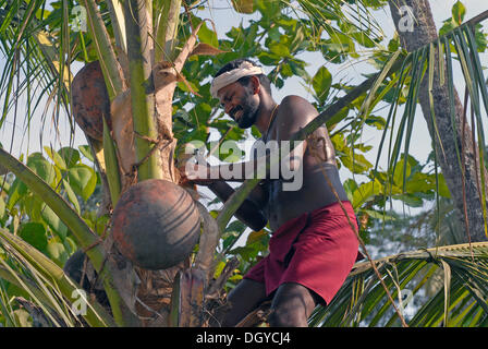 Toddy Tapper, Palm Wein oder Toddy Extraktion, Vembanad See, Kerala, Südindien, Indien, Asien Stockfoto