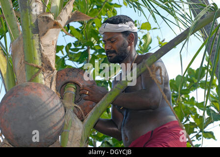 Toddy Tapper, Palm Wein oder Toddy Extraktion, Vembanad See, Kerala, Südindien, Indien, Asien Stockfoto