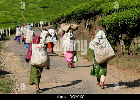 Teepflückerinnen auf dem Weg zur Arbeit, Tee-Plantage in der Nähe von Munnar, Kerala, Südindien, Indien, Asien Stockfoto