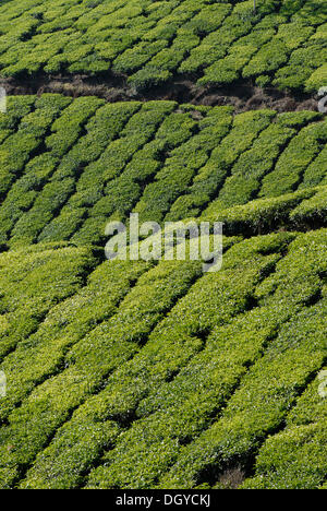 Tee-Plantage in der Nähe von Munnar, Kerala, Südindien, Indien, Asien Stockfoto