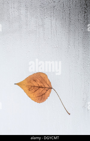 Blatt auf regen bedeckt Fenster stecken Stockfoto