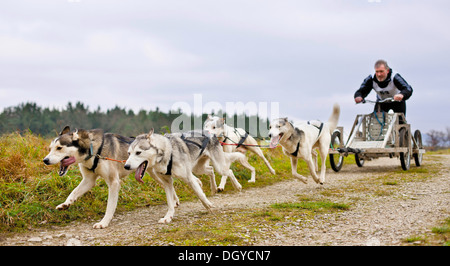 Huskys ziehen einen Karren Stockfoto