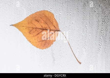 Blatt auf regen bedeckt Fenster stecken Stockfoto