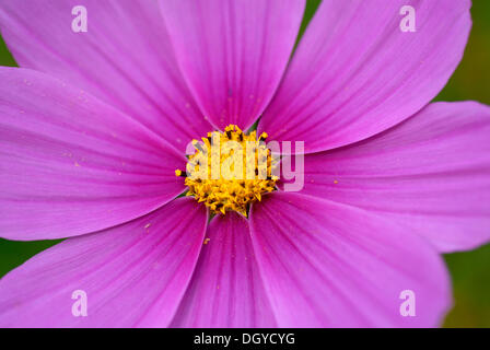 Kosmos-Blume oder einer (Cosmea Bipinnatus), Zürich, Schweiz, Europa Stockfoto