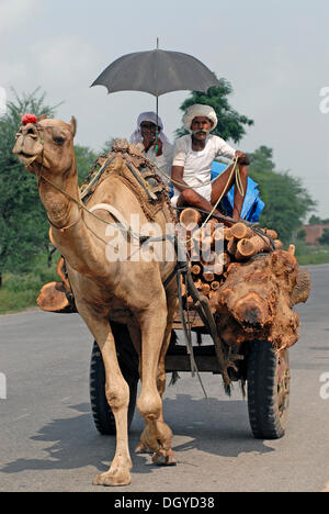 Männer mit Sonnenschirmen auf Kamel Wagen, Landstraße in der Nähe von Dholpur, Rajasthan, Indien, Asien Stockfoto