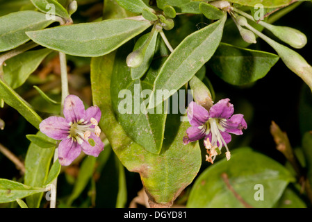 Duke of Argyll Teaplant, Lycium Barbarum in Blüte. Eingeführt und eingebürgerte in Großbritannien, aus China. Stockfoto