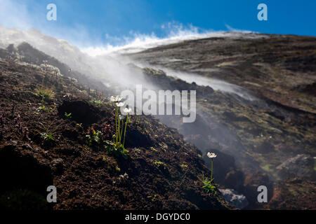 Aufsteigendem Dampf, geothermische Bereich am See Mývatn in Nordisland, Europa Stockfoto