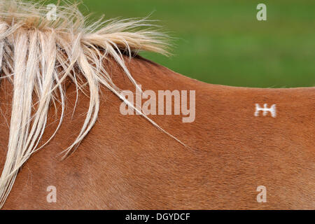Rune, Kennzeichnung, isländische Pferd (Equus Ferus Caballus) oder Snaefell Halbinsel Snaefellsnes, Island, Europa Stockfoto