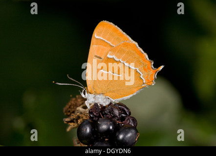 Braun Zipfelfalter Schmetterling, Thekla Betulae Betulae, Fütterung auf einem reifen Brombeeren, Hants. Stockfoto