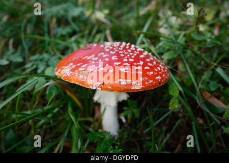 Pilz Fliegenpilz (Amanita Muscaria) wächst Gras Stockfoto