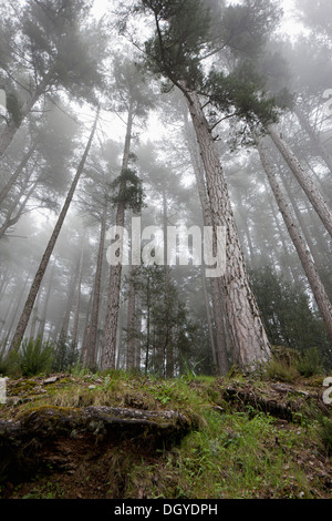 Nebel über einen Wald von Bäumen Stockfoto