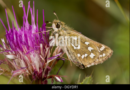 Silber-spotted Skipper Butterfly, Hesperia Komma Fütterung auf stammlose Distel; Kreide Downland, Hants. Stockfoto