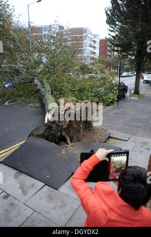 Brighton, Sussex UK zerschlagen 28. Oktober 2013 - ein umgestürzter Baum in neue Kirche Straße Hove heute Morgen, als Stürme der South Coast of Britain.  Der Sturm, genannt St. Jude, brachte das windigste Wetter Großbritannien seit 1987 getroffen. Stockfoto