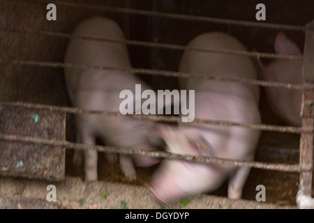 Zwei Schweine Herumspielen mit einander in einem Bauernhof stall Stockfoto