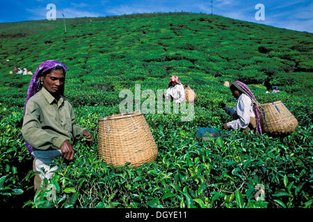 Teepflückerinnen, Tee-Plantage in der Nähe von Munnar, Kerala, Indien, Indien, Südasien Stockfoto