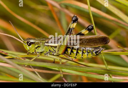 Männliche große Marsh Grasshopper, Stethophyma Grossum in Moor, Hartland Moor, Dorset. Stockfoto