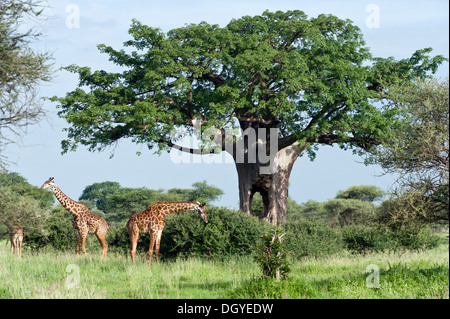 Giraffen (Giraffa Plancius) Surfen im Gebüsch unter einem Affenbrotbaum (Affenbrotbäume Digitata), Tarangire Nationalpark, Tansania Stockfoto