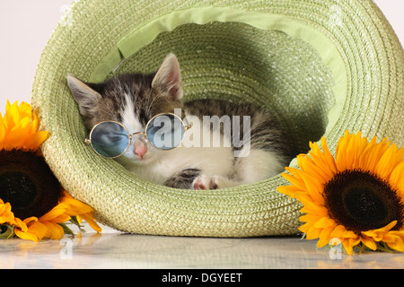 Hauskatze. Kätzchen mit schlafen im Stroh Hut Sonnenbrille Stockfoto