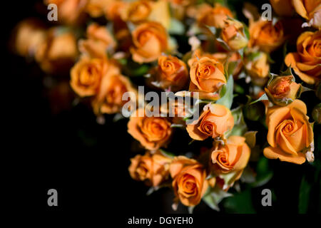 Pfirsichfarben Rosen in einem Blumenladen, Stuttgart, Baden-Württemberg Stockfoto