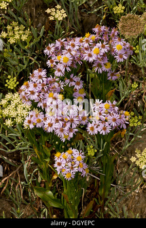 Meer-Aster, Aster Tripolium in Blüte auf der Küste von Dorset. Stockfoto